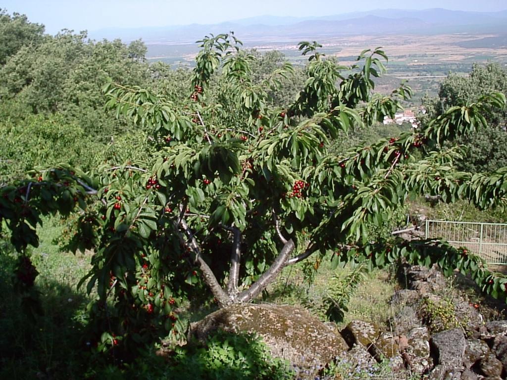 Casas Rurales La Dehesa Casas del Monte Kültér fotó